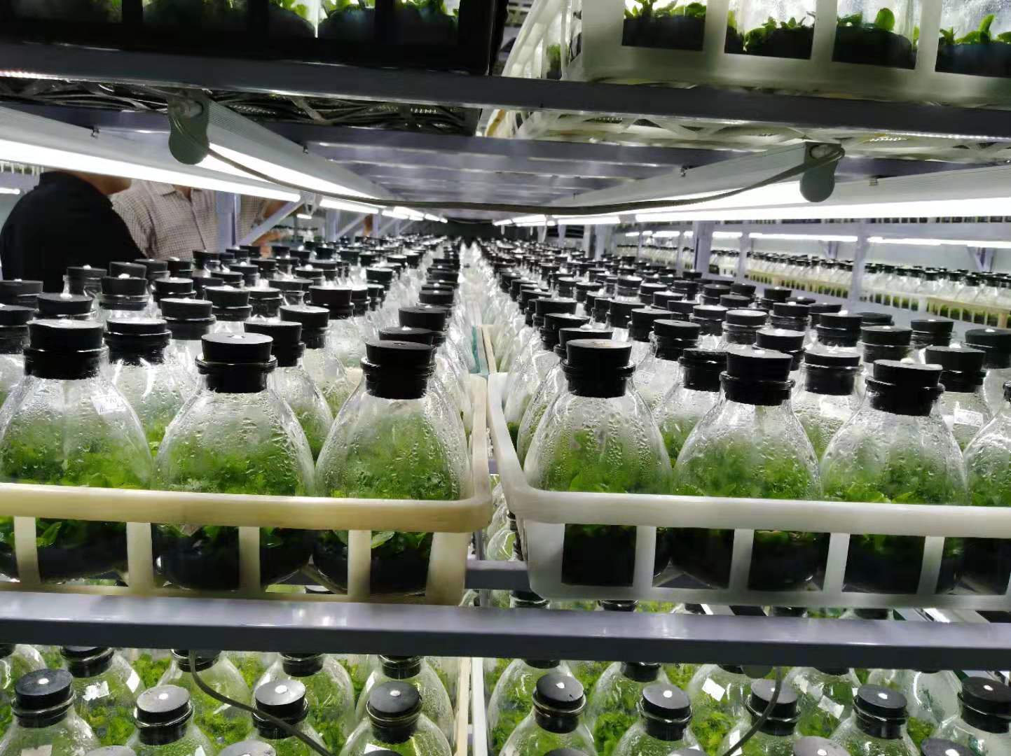 济南盛苑花卉工程有限公司 图2